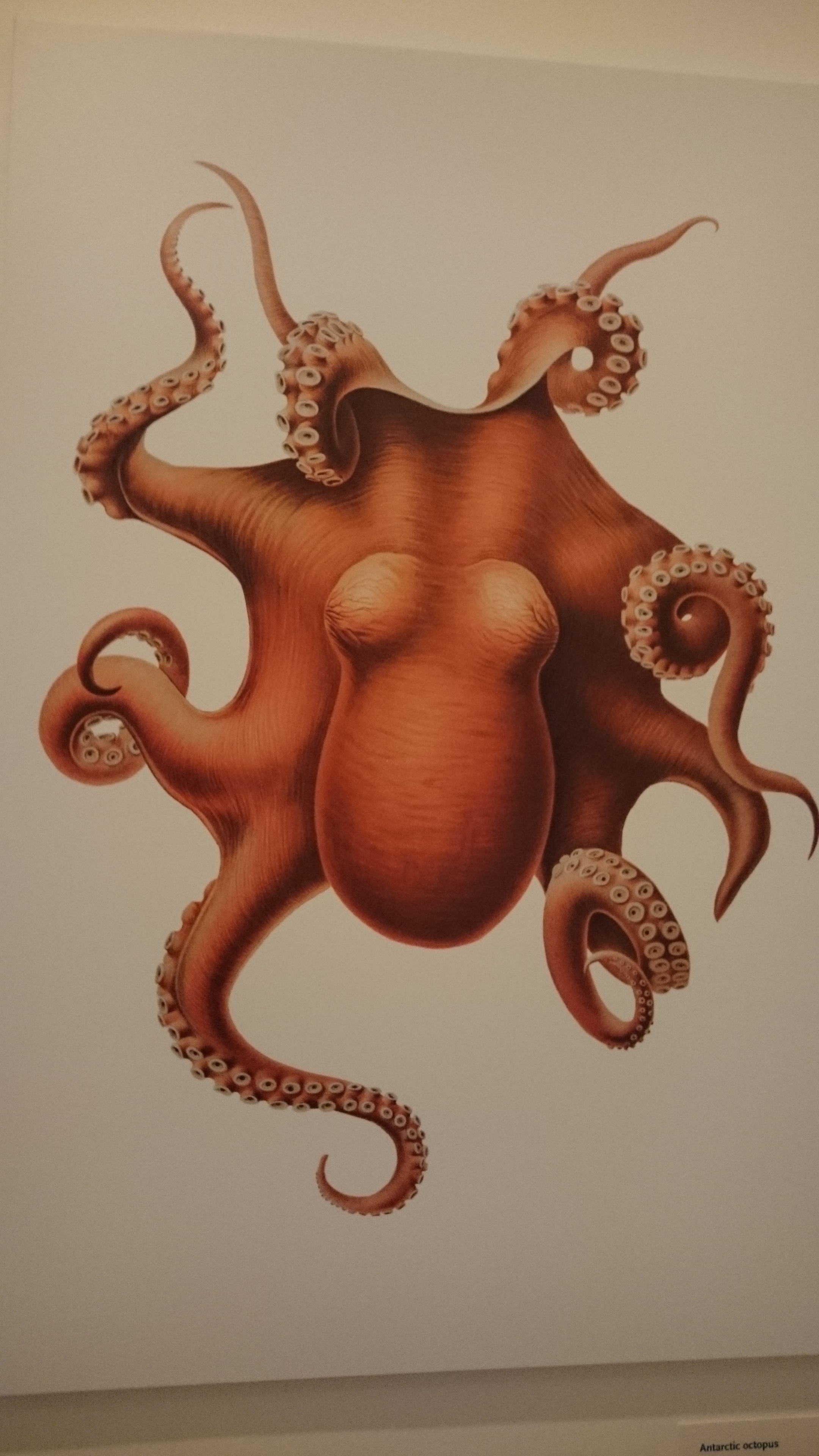 Octopus from Opulent Oceans. So lovely